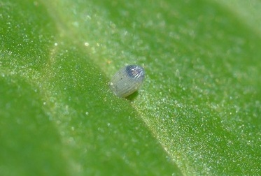 Monarch Larvae